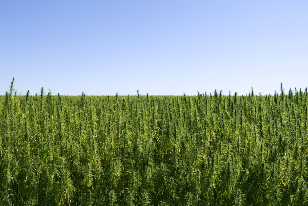 hemp carbon credits