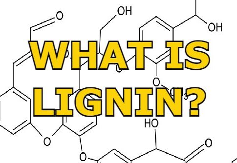 What is Lignin? Definition, Uses, and Processes