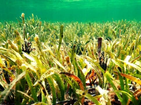 Carbon Storage in Caribbean Seagrass is Worth $88 Billion a Year