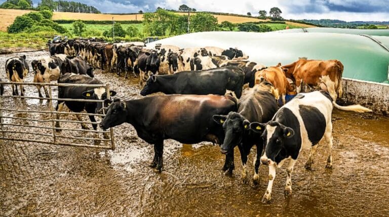 Revolutionizing Dairy Sustainability: Reducing Methane Emissions by 80%