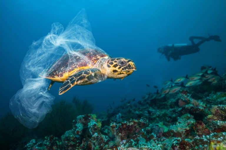 United Nations Adopts Groundbreaking High Seas Treaty to Protect the Environment
