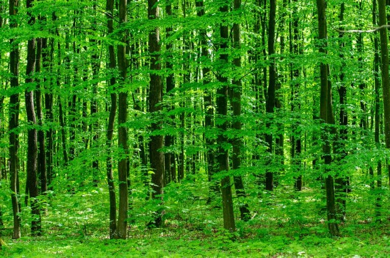 Which Deserves a Carbon Credit – Nature or Technology?