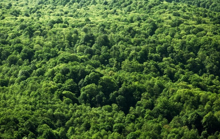What Makes Forest Project a High-Quality Carbon Removal?