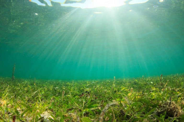 Carbon Storage in Caribbean Seagrass is Worth $88 Billion a Year