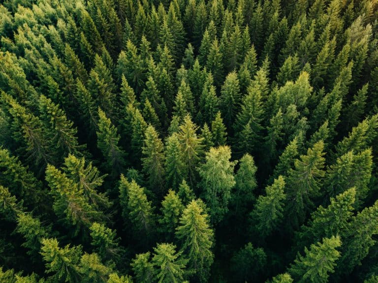 Over $420M North American Forest Fund from Japanese Investors Kicks Off