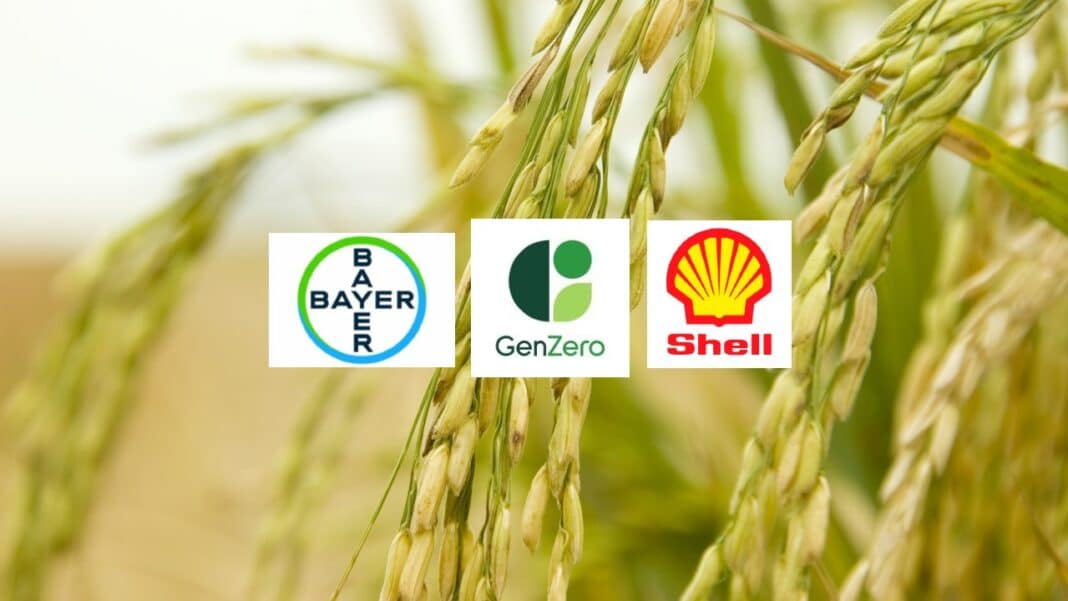 Dự án giảm phát thải từ hoạt động trồng lúa của Bayer, Shell