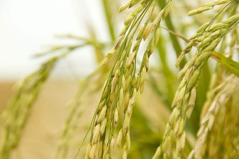 Bayer, Shell, Temasek Partner to Cut Methane Emissions in Rice Cultivation by 30%