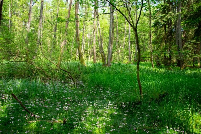 A $150M Boost: Allowing Small Forest Owners to Profit from Carbon Credits