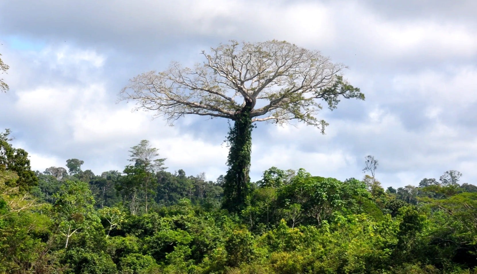 Dự án Envira Amazonia Brazil