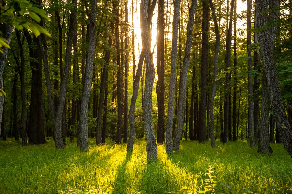 Sealord invests USD6 million in NZ forest carbon offset project