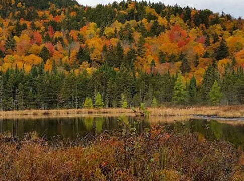 Bluesource’s Carbon Credit Strategy: An Easement Debate Shaping New Hampshire’s Forests