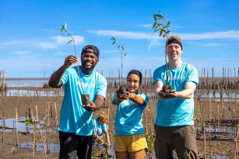 Oman’s Mangrove Restoration Could Generate $150 Million in Carbon Credits