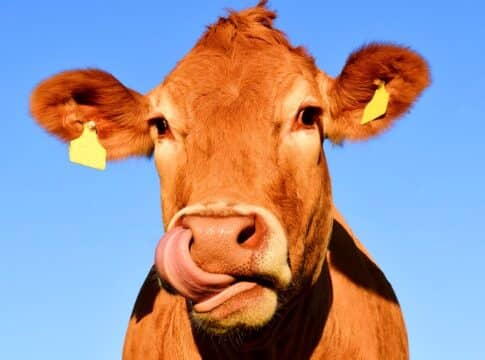 Canada to curb methane emission from cows