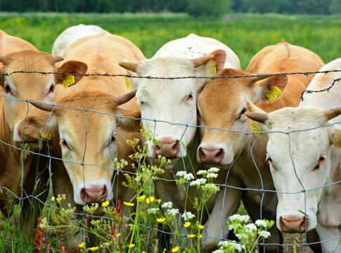 Athian’s New Carbon Insetting Marketplace Revolutionizes Livestock Farming