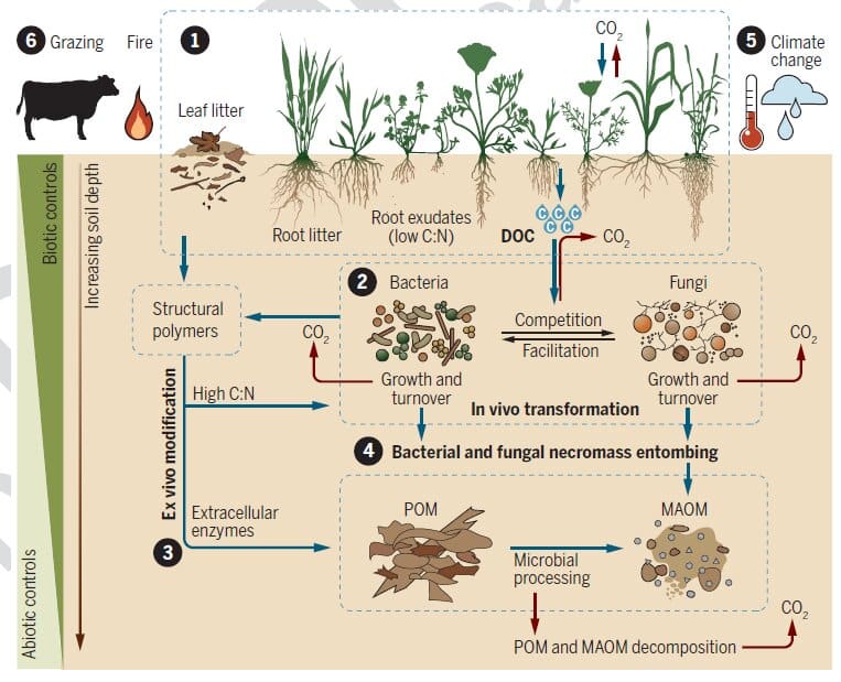 Grasslands carbon sequestration