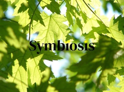 Google, Meta, Microsoft, and Salesforce Launch “Symbiosis”, Pledging for 20M Tons of Nature-Based CDR Credits