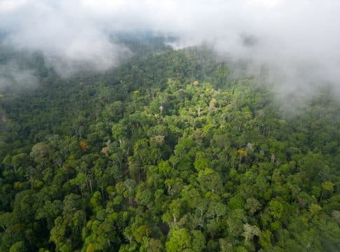 Record-Breaking $225M World Bank Bond Funds Amazon Reforestation