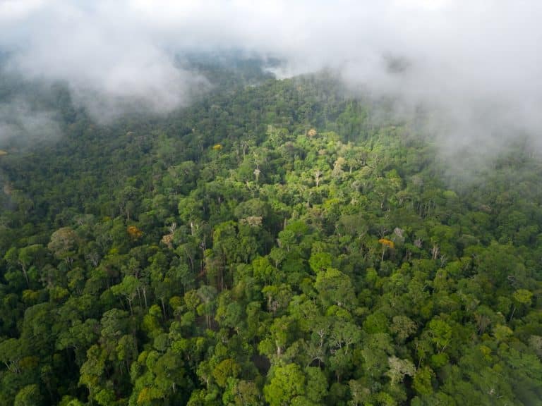 Record-Breaking $225M World Bank Bond Funds Amazon Reforestation