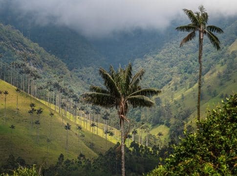 Colombia’s Largest Carbon Project Secures $100M Backing from Temasek-Owned GenZero and Trafigura