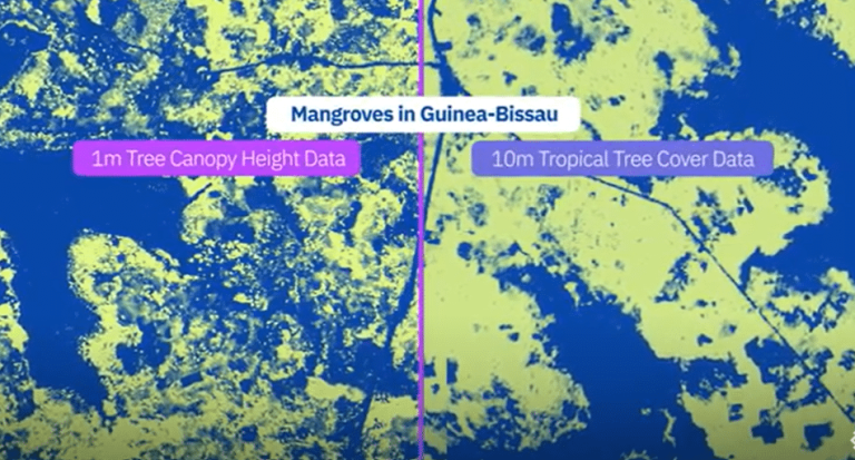 Meta and WRI Unveiled AI-Powered Global Tree Canopy Map