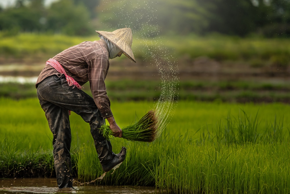 Verra Updates on 4.5 Million Over-Issued Carbon Credits from Rejected Rice Projects in China