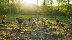 reforestation 