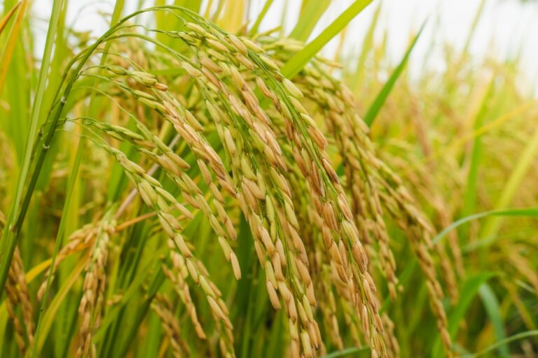 Can Verra’s New Carbon Standard Make Rice Farming More Sustainable?