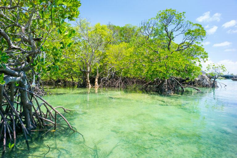 Removall and Sumitomo Team Up to Expand High-Quality Carbon Credits – EXCLUSIVE Interview with Removall CEO Jérôme Beilin Inside