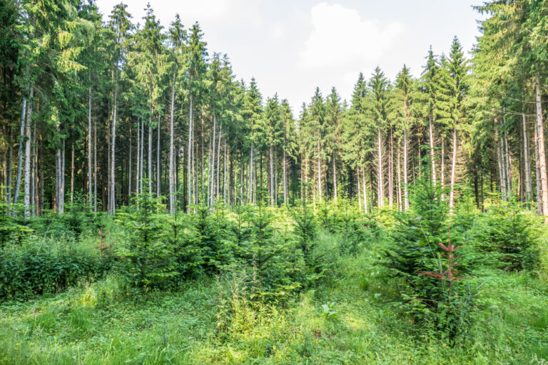ARR Carbon Credits: The Next Gold Rush Backed by Google and Microsoft