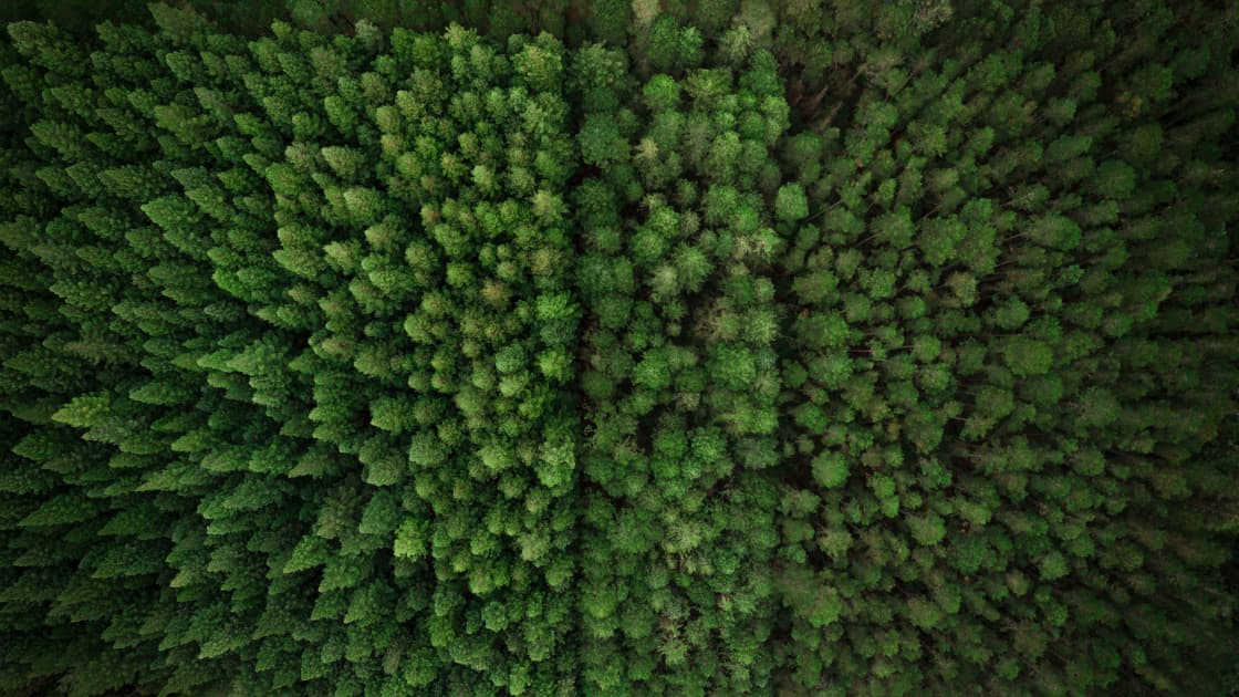 ForestTECH 2025