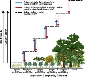 Conceptual representation of carbon stock and biodiversity value across a gradient of coffee agroforestry complexity