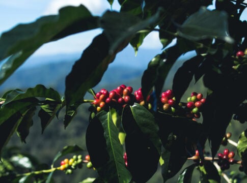 Coffee and Carbon Credits: Revealing the Real Value of Shade-Grown Coffee