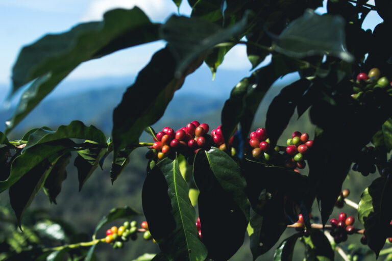 Coffee and Carbon Credits: Revealing the Real Value of Shade-Grown Coffee