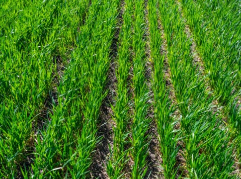 regenerative agriculture