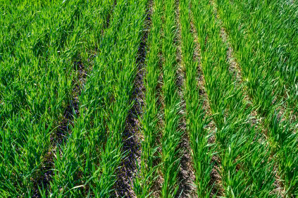 regenerative agriculture