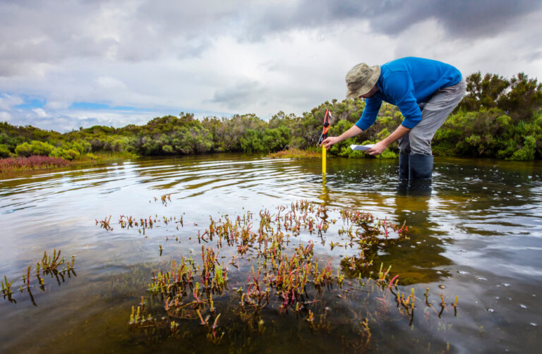 Blue Carbon Credits Hit Record High as Demand Outpaces Supply