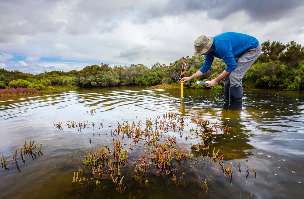 Blue Carbon Credits Hit Record High as Demand Outpaces Supply