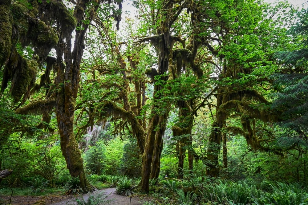 Forest Finance Hits Record Growth in 2025: Investment Doubles for Nature-Based Climate Action