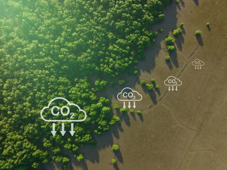 Carbon Sinks and Carbon Credits: How Nature and Innovation Are Fighting Climate Change