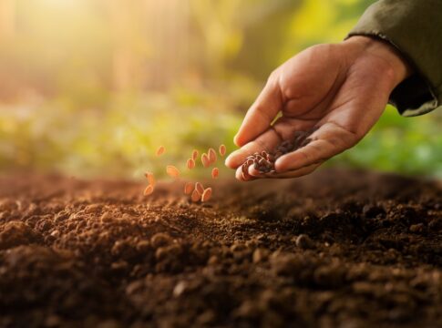 Walmart and Kellanova Partner for Regenerative Rice Farming in Arkansas