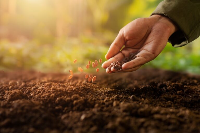 Walmart and Kellanova Partner for Regenerative Rice Farming in Arkansas