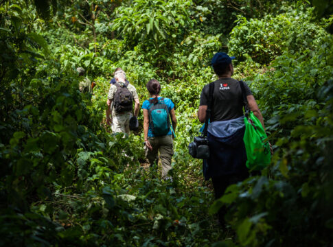Africa’s Forests Are Now Emitting Carbon Instead of Absorbing It