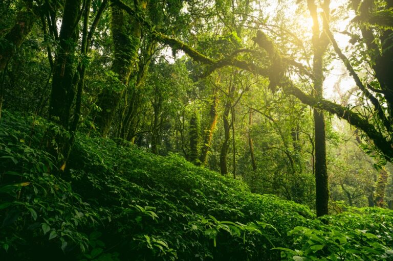 Verra Issues First CCP-Labeled IFM Credits Under VM0045: A New Era for Forest Carbon Accounting