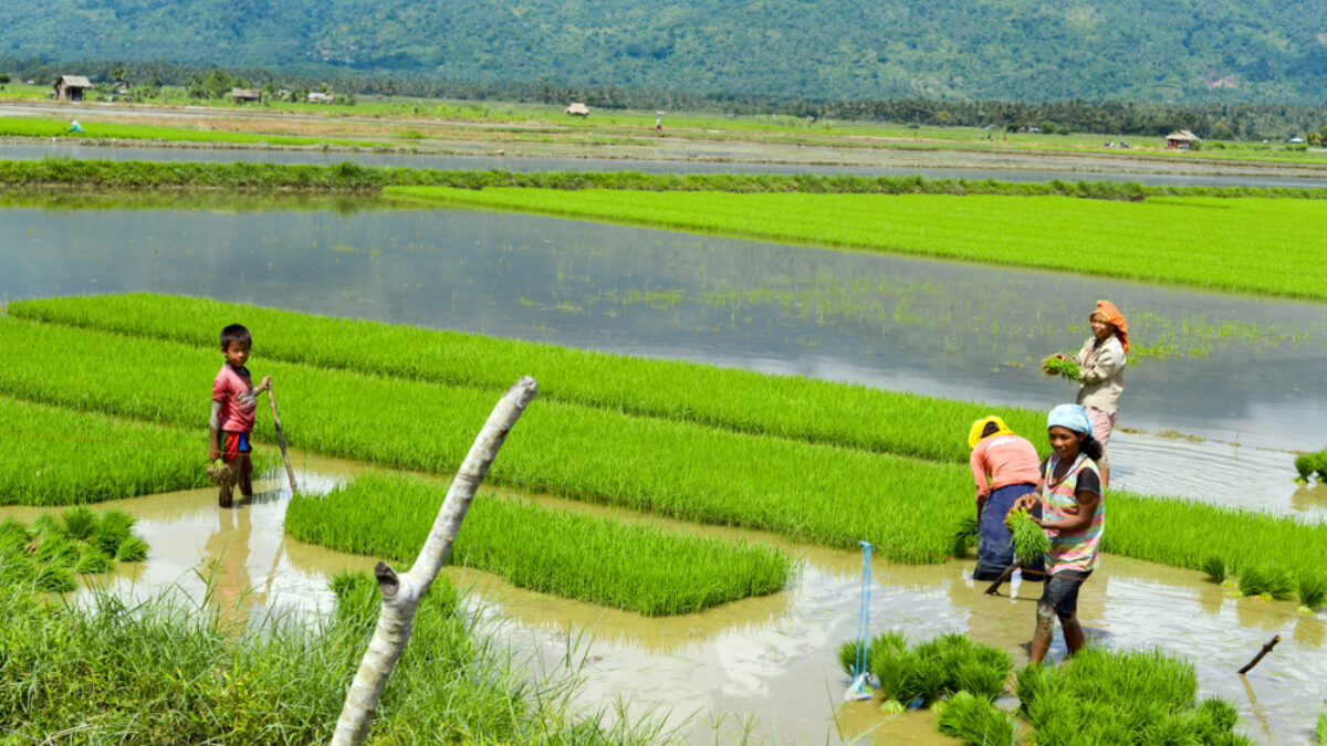 Filipino Farmers Planting Rice