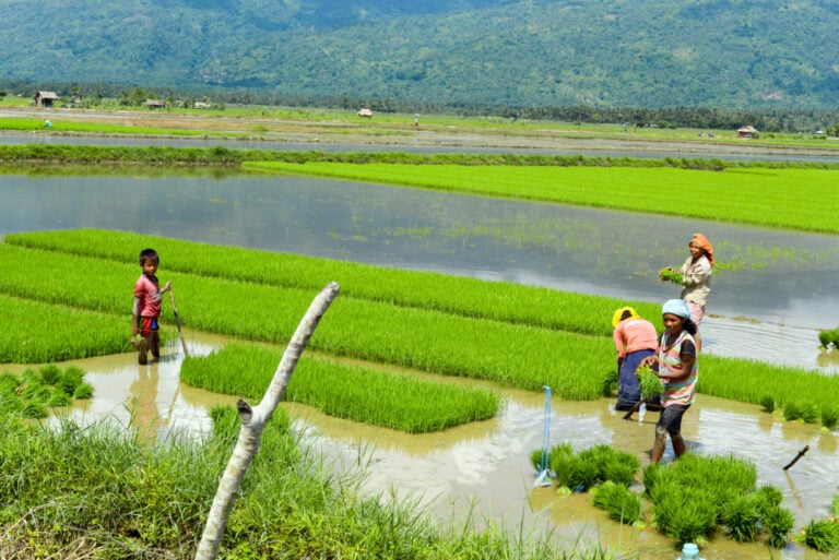 Shell’s Initiative to Cut Methane in Rice Farming in the Philippines and Create Carbon Credits