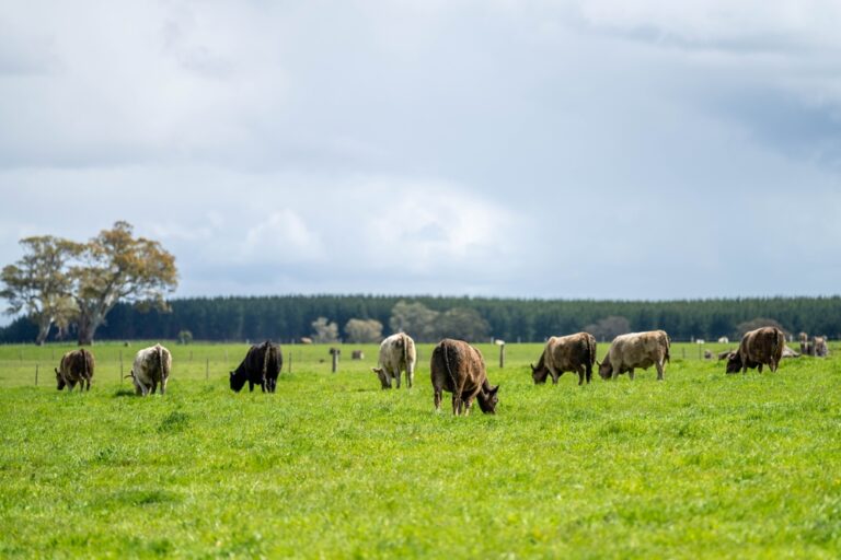 Why South Africa’s Verra-Certified Grassland Carbon Credits Matter for Voluntary Markets