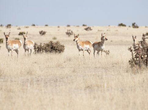 Verra Greenlights Record 3 Million Soil Carbon Credits From Mexico Grasslands