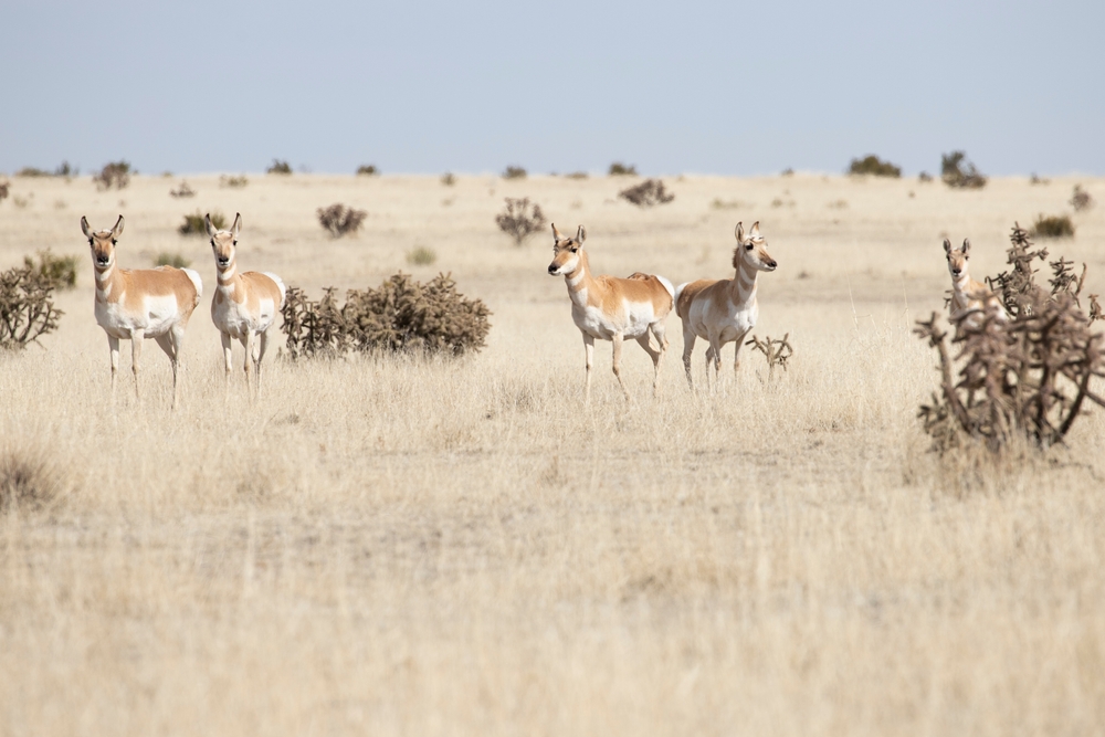Verra Greenlights Record 3 Million Soil Carbon Credits From Mexico Grasslands