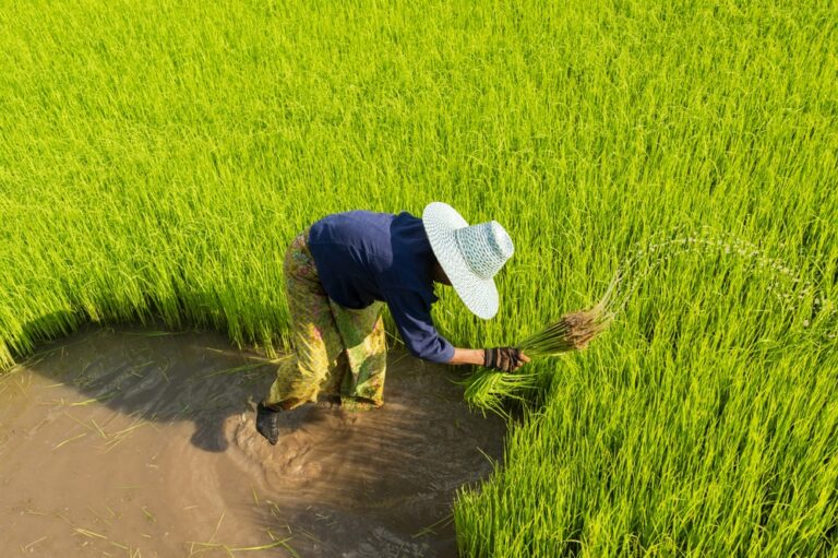 Japan’s J-Credit Scheme Powers New Era of Sustainable Rice in Fukushima’s Hirono Town