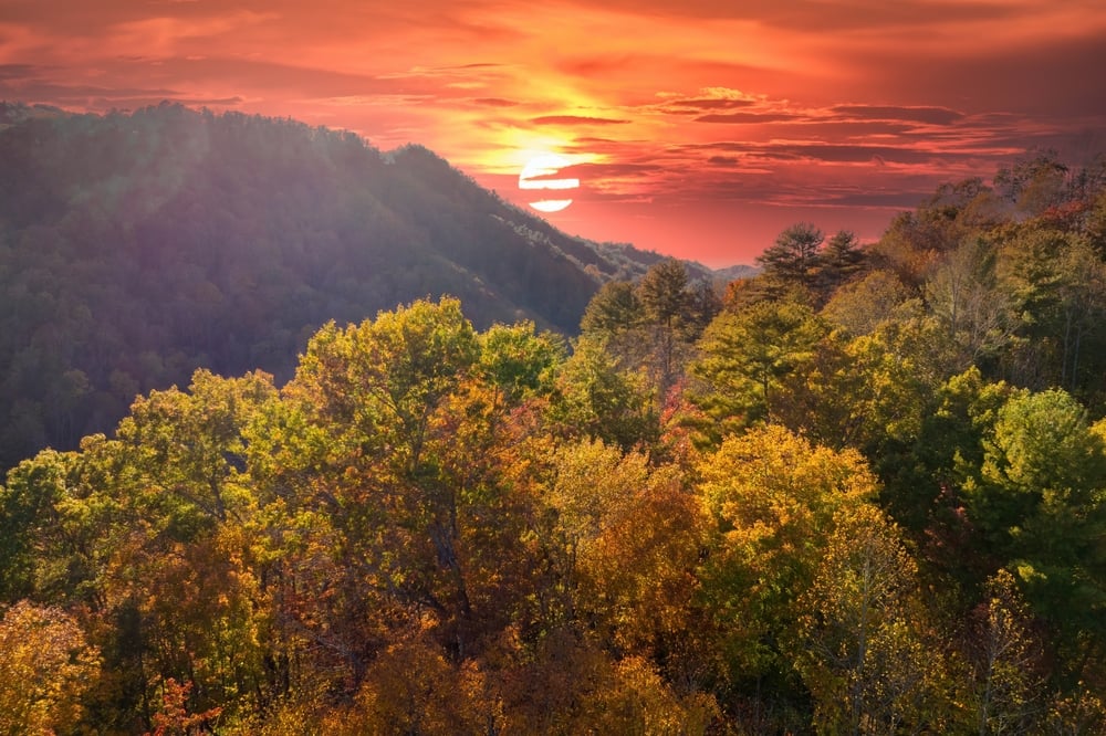 Google, Meta and McKinsey Lead Carbon Removal Boom and Turn Appalachia Green
